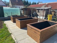 Borovice ořech Borovice ořech