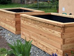 Modřín bezbarvý Modřín bezbarvý