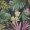 Motiv Monstera