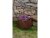 Corgarden Zahradní květináč CUBE 1002 40 x 40 x 30 cm Corten