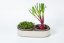 Plastia Velká farma Microgreens+Regrow
