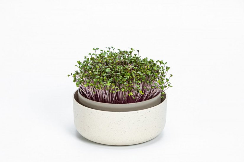 Plastia klíčiaca miska Microgreens