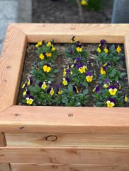 Douglaska bezbarvý Douglaska bezbarvý