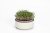 Plastia klíčiaca miska Microgreens