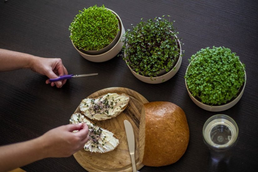 Plastia klíčiaca miska Microgreens