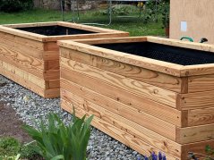 Modřín bezbarvý Modřín bezbarvý