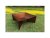 Corgarden Zahradní ohniště FOCUS 1017 70 x 70 x 30 cm Corten