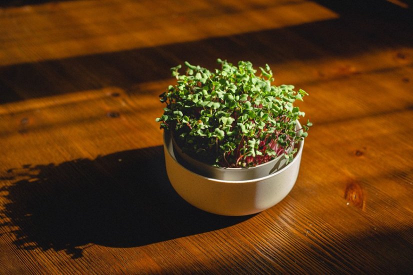 Plastia klíčiaca miska Microgreens